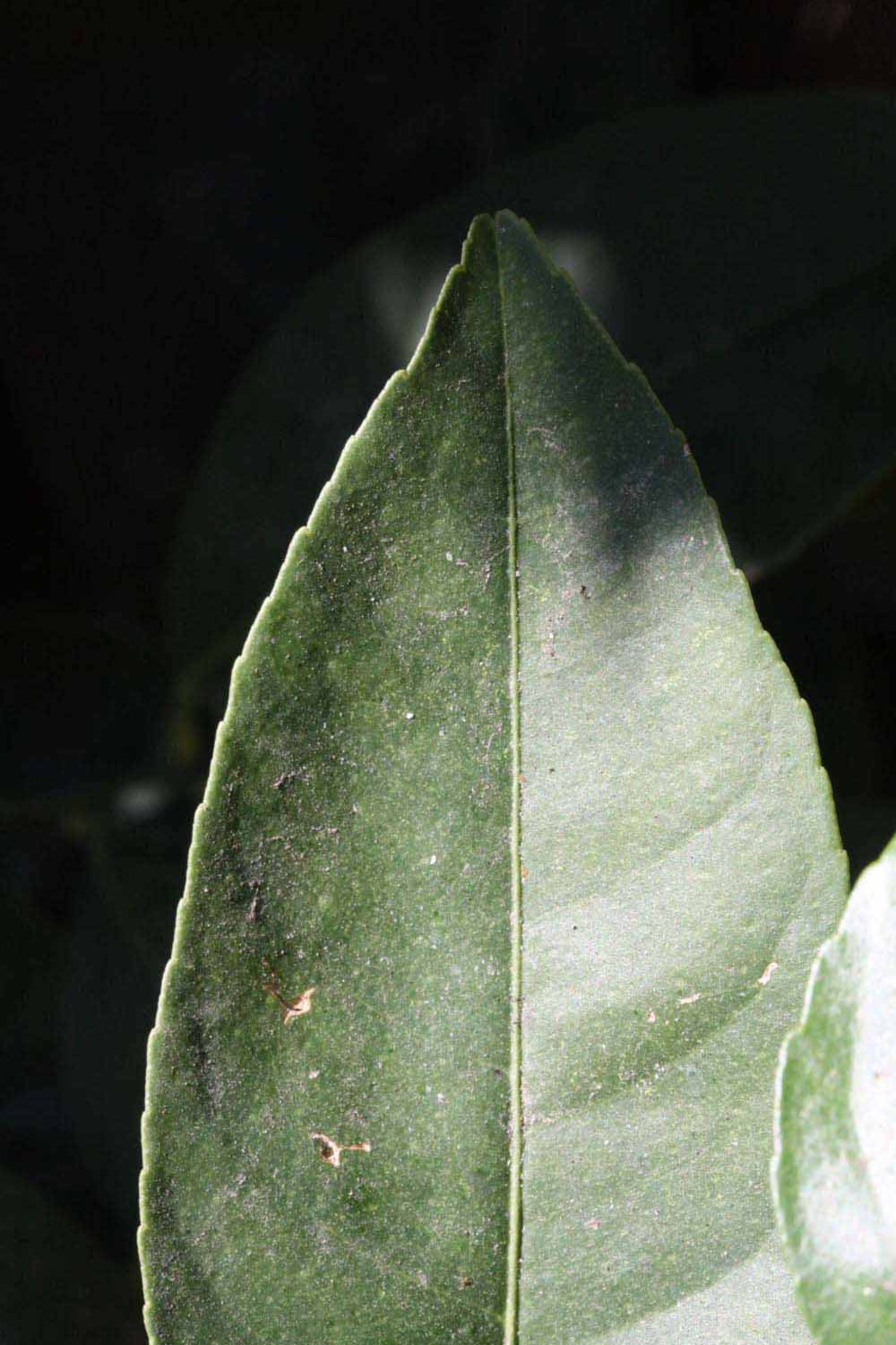              Margin (Riverside, CA)       